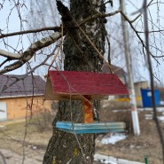 «Покорми птиц» фотографии