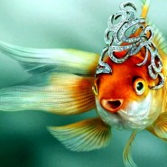 «Золотая рыбка» фотографии