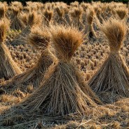 Агафон Огуменник фотографии