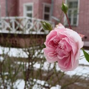 Квест «Вот свежие тебе цветы » фотографии
