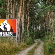 Информационный час «Берегите лес» фотографии
