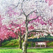 Онлайн-конкурс «На кончике вишневого лепестка» фотографии