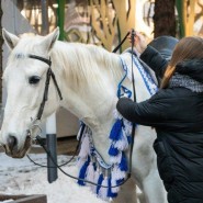 Пони и лошади фотографии