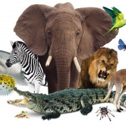 «Животные и что мы о них знаем» фотографии