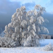 «Путешествие по зимним сказкам» - игровая программа для детей. фотографии