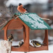 Акция, посвященная экологическому празднику – Синичкин день «Покорми одиноких птиц» фотографии