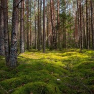 Эколого-краеведческая игровая программа «Лесные тайнички» фотографии