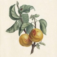 Выставка «Флора Botanical art Наталии Власкиной» фотографии