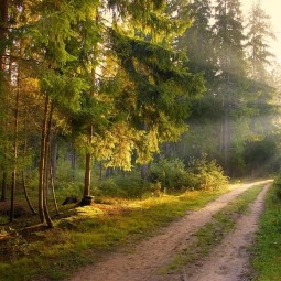 Зелень