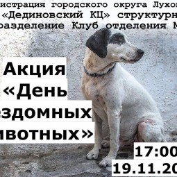 Акция «День бездомных животных»