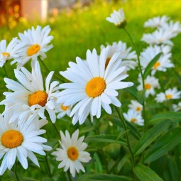 «Венец всех ценностей семья»