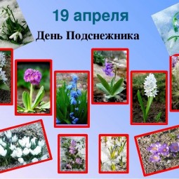 Викторина «Берегите первоцветы», посвященная Дню подснежника.