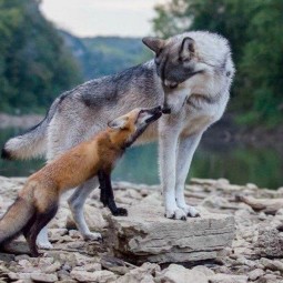 «Про волка и про лисицу»