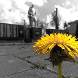 Онлайн-выставка фотографий «Одуванчики»