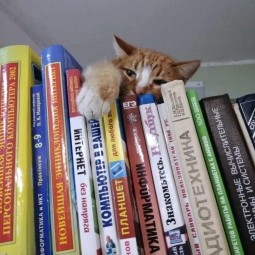 Игра викторина «Кошки в книжках»
