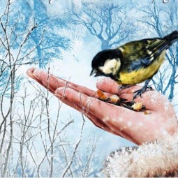 Экологическая акция «Накорми птиц зимой»