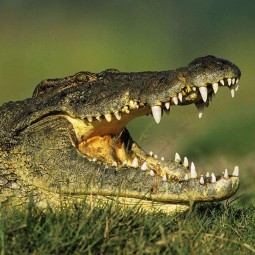 Игра «Крокодил»