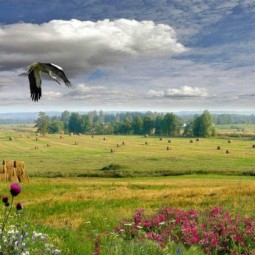 «Земли моей лицо живое»