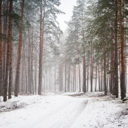 Виртуальная фотовыставка «Пробуждение леса»