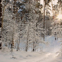 «Зимние мотивы»
