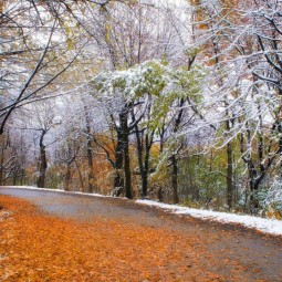 Золотая пора