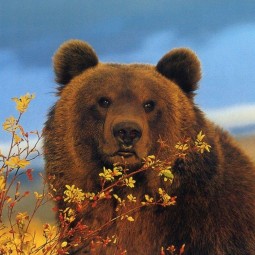 «Медведь – символ России»