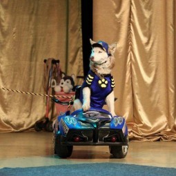 Цирковое представление «Собачий дозор»