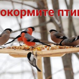 Выставка «Покормите птиц!»