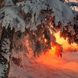 Шерстяная карусель