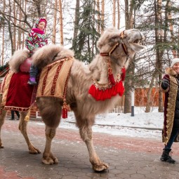 Прогулка на верблюде