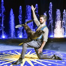 Цирковое представление с участием морских котиков