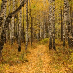 Викторина и загадки «Тайны осеннего леса»