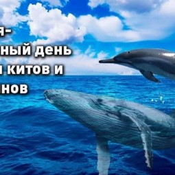 Экологический час «День китов и дельфинов»