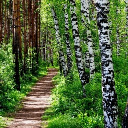 Эко-урок Всемирный день леса «Лесами так славится наша земля»