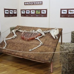 Выставка «Лошадь. Equus. Hippos» (Ступино)