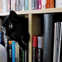 «Книжки и кошки»