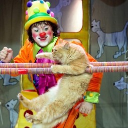 Спектакль «Танцующие кошки»