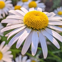 Мастер-класс «хоровод ромашек»