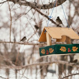 Экологическая программа «Покормите птиц зимой»