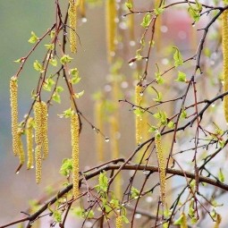 Народный календарь: Ольховые смотрины