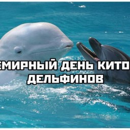 «Загадочный мир китов и дельфинов»