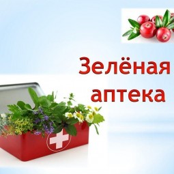 «Зеленая аптека» - экологический час, посвященный лекарственным растениям