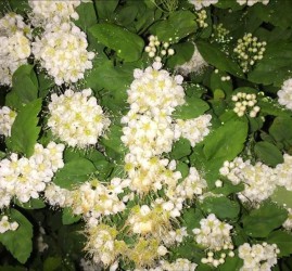 Мастер-класс «Рисуем черёмуху»