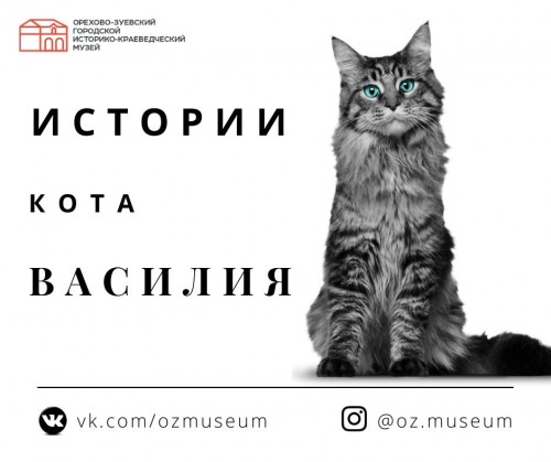 Курс история и котики