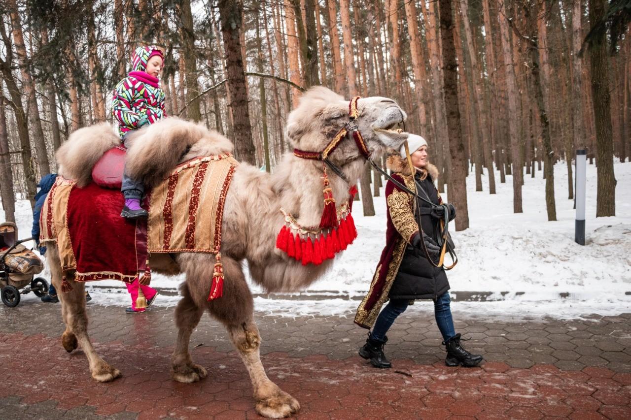 Верблюд Яша