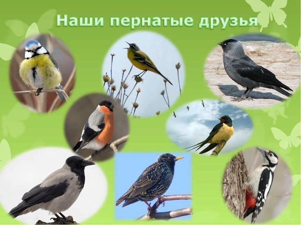 Наши пернатые друзья рисунки