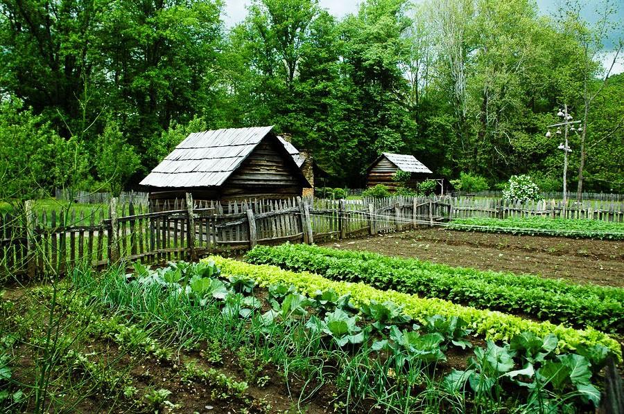 Картинки огород на даче