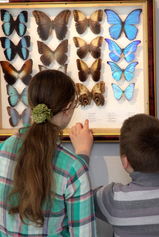 Выставка бабочек пермь колизей. Выставка бабочек. Выставка бабочек Саратов. Выставка бабочек в Гусь Хрустальном.