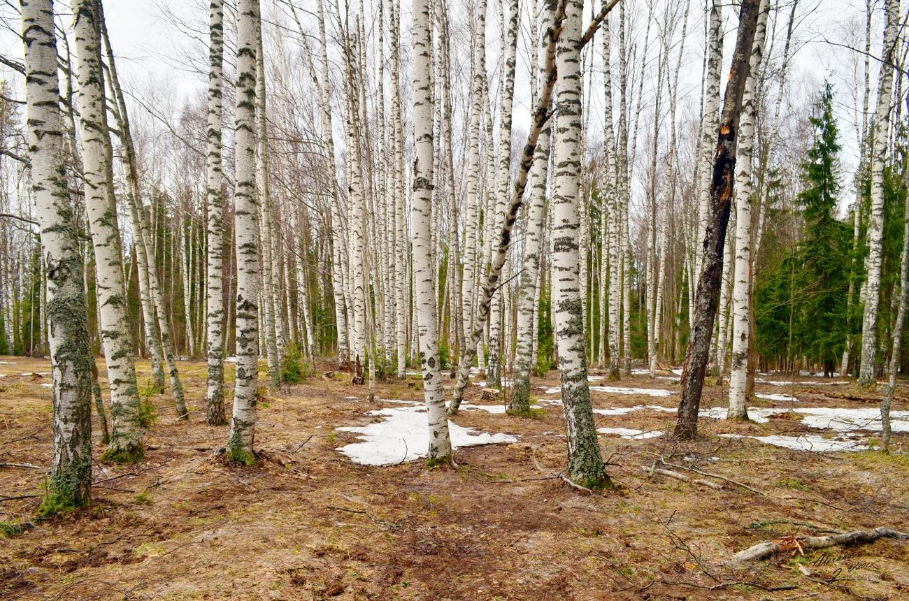 Ранней весной в березовой роще можно найти. Березовый лес, 1871. Березовая роща ранней весной чага. Весенний лес. Береза весной.