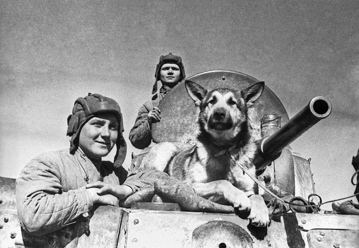 Собаки герои Великой Отечественной войны Джульбарс